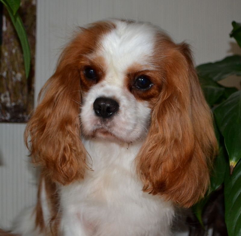 Lily may Les Cavaliers de Corence