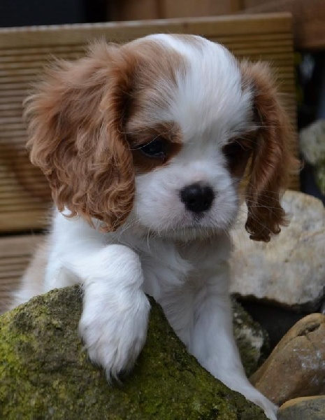 Lily may Les Cavaliers de Corence