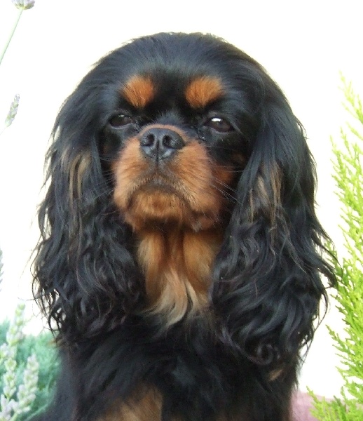 Calista constance des cavaliers d albion