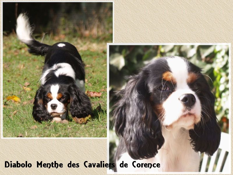 Diabolo menthe Les Cavaliers de Corence