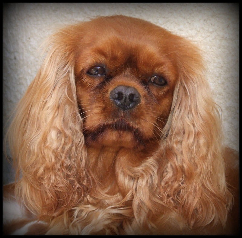 Eclat d'or dit eva des cavaliers d albion