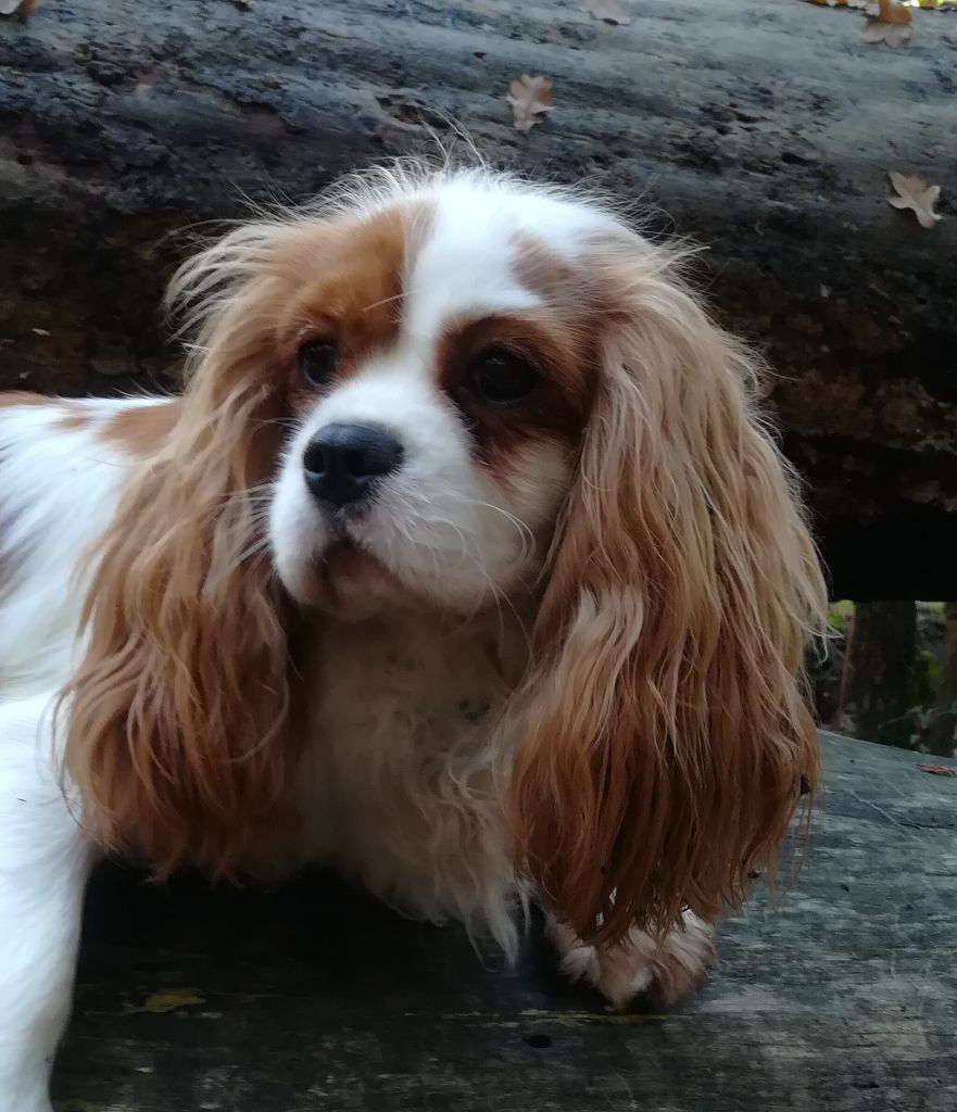 Nala Les Cavaliers de Corence